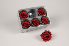x037vv Boîte de 6 roses stabilisées bordeaux