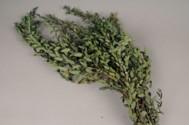 x039vv Green preserved parvifolia H40/80cm