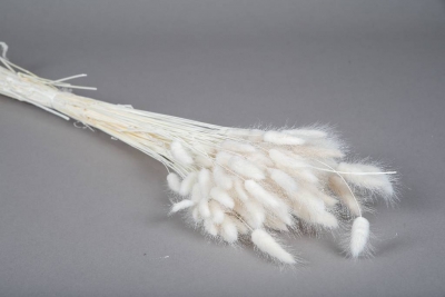 x041gs White dried lagurus H70cm