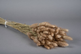 x042gs Natural dried lagurus H70cm
