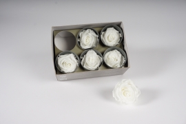 x042vv Boîte de 6 roses stabilisées blanches