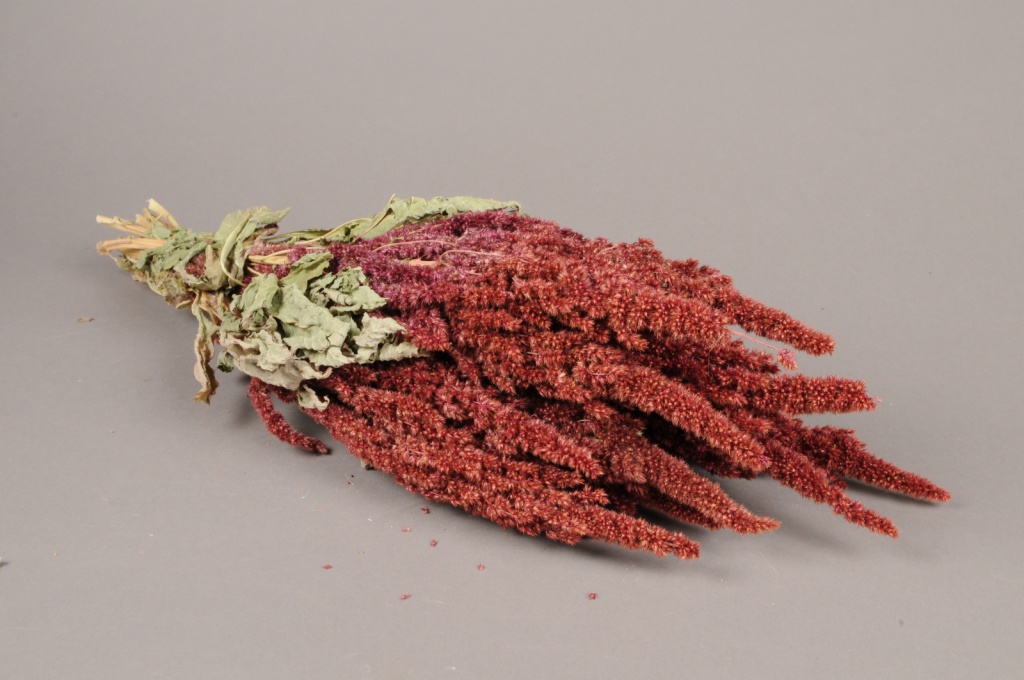 Dried natural amaranthus H50cm