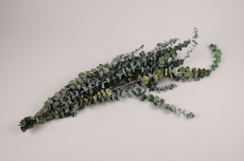 x044vv Green preserved eucalyptus baby H60cm