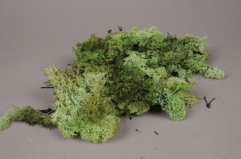x046ab Green iceland preserved moss 