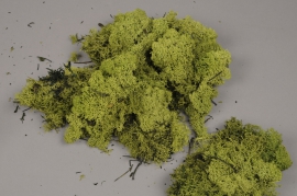 x047ab Green preserved iceland moss 