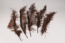 x047lw Sachet de 5 plumes d'autruche marron H60cm