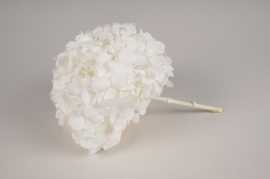 x049vv White preserved hydrangea H19cm