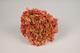 x051vv Pink and cream preserved hydrangea H32cm