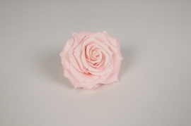 x054vv Pink preserved rose