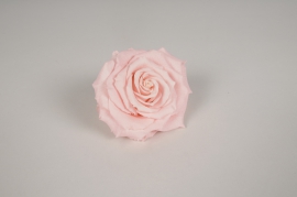 x054vv Pink preserved rose