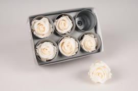 x055vv Boîte de 6 roses stabilisées crème