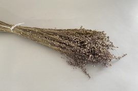 x056hm Natural dried briza minima H65cm