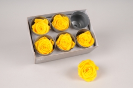 x056vv Boîte de 6 roses stabilisées jaunes 