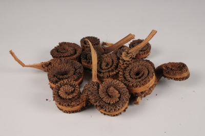 x057ec Anneau de palmier s�ch� naturel 