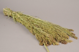 x058kh Natural dried panicum H60cm