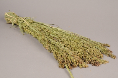 x058kh Panicum s�ch� naturel H60cm