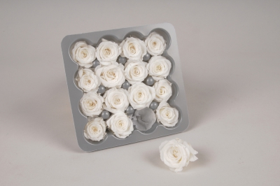 x058vv Boîte de 16 mini roses stabilisées blanches