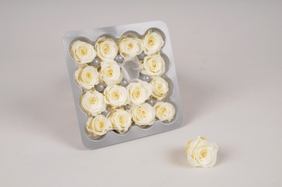 x059vv Boîte de 16 mini roses stabilisées champagne