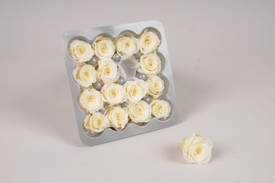 x059vv Bo�te de 16 mini roses stabilis�es ivoire