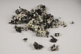 x067ec Black dried lichenmoss 