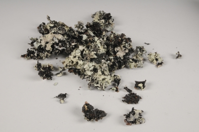 x067ec Lichen s�ch� naturel noir