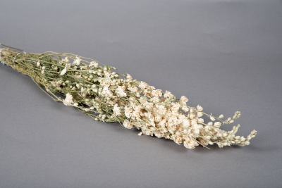 x067kh White natural dried delphinium H65cm