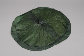 x071ab Sachet de feuilles de lotus stabilisées vertes
