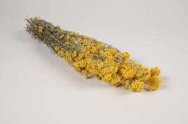 x073hm Yellow natural dried sanfordi H45cm