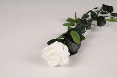 x073vv Rose stabilis�e blanche H52cm