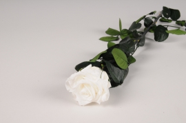 x073vv Rose stabilisée blanche H52cm