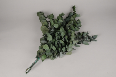 x076vv Eucalyptus cinerea stabilis� vert H80cm