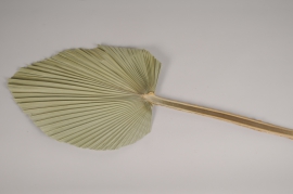 x078lw Natural dried palm spear H102cm