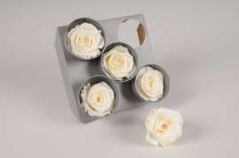 x078vv Boîte de 5 roses stabilisées crème