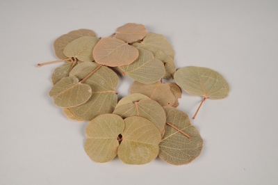 x080ec Natural dried moneta leaves