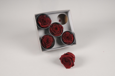 x080vv Bo�te de 5 roses stabilis�es bordeaux
