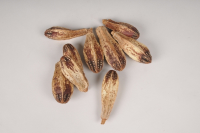 x081ec Natural dried mahogany pods