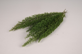x081vv Asparagus préservé vert H36cm