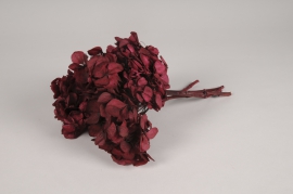 x082vv Burgundy preserved hydrangea H30cm