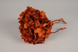x083vv Orange preserved hydrangea H33cm