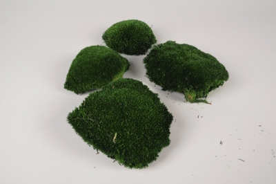 x084vv Mousse boule pr�serv�e vert fonc� 