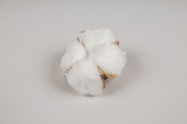 x086ec Pack of 12 dried cotton blossom D4cm