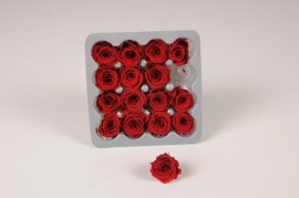 x086vv Box of 16 small dark red preserved roses