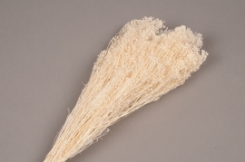 x088gs Broom bloom séché blanc H50cm