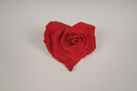 x089vv Rose coeur rouge stabilisée