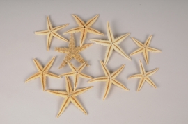 x090ec Natural starfish D7cm