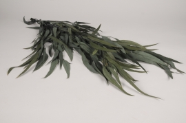x091vv Eucalyptus pendula stabilisé vert H77cm