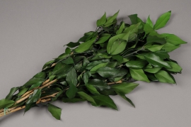 x092ab Preserved green ivy H60cm