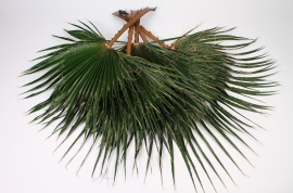 x092vv Green preserved palm washingtonia H80cm
