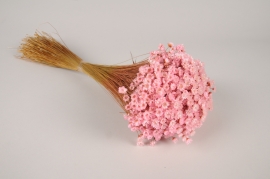 x098lw Light pink dried glixia H45cm 