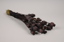 x099kh Dark brown dried poppy H55cm
